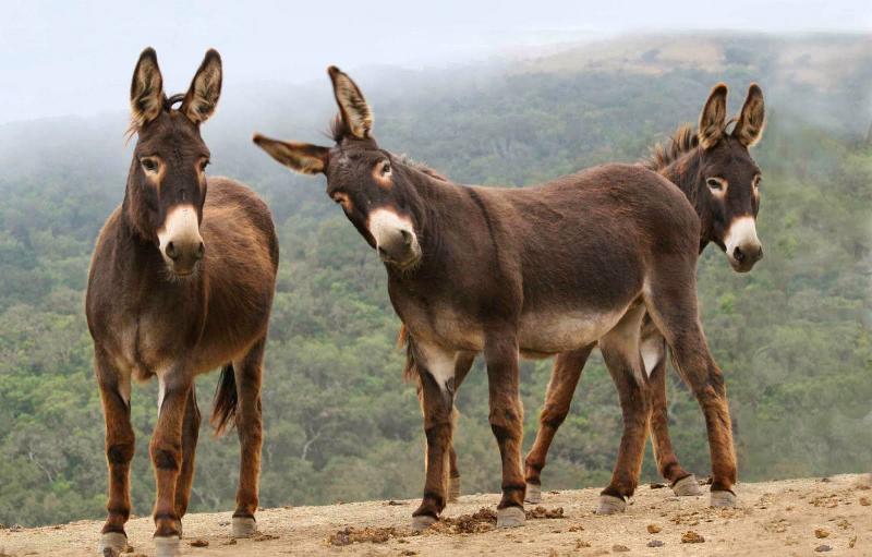 burros.jpg