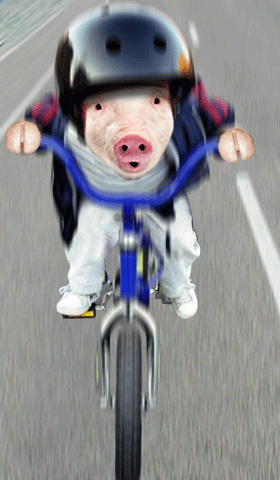 Pig-Riding-Bicycle-Animation-1.gif