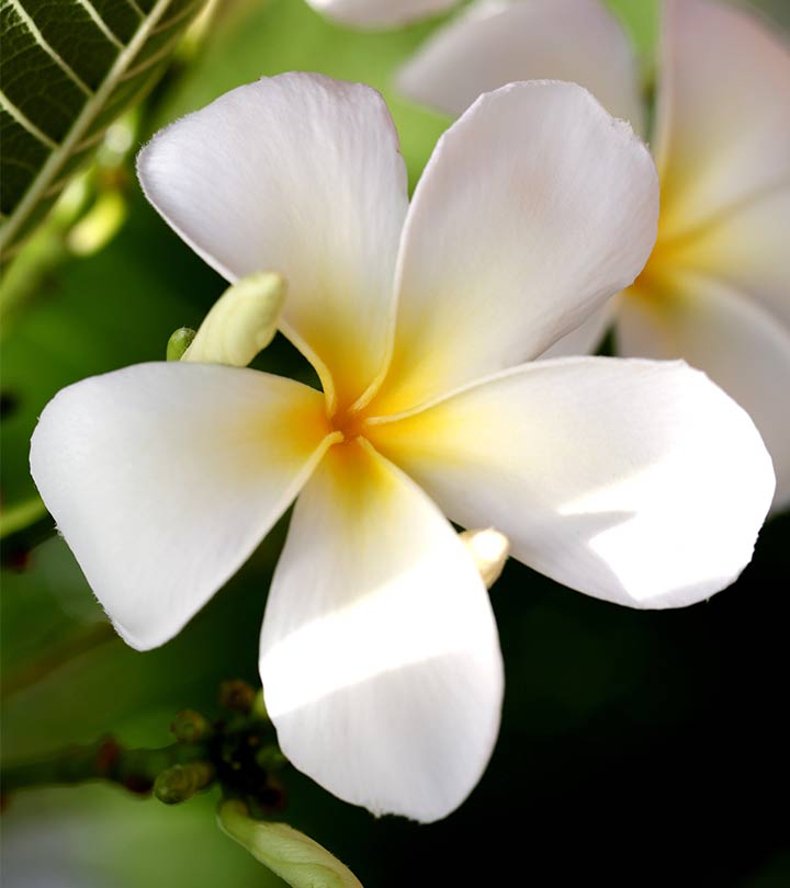 306_Top-25-Most-Beautiful-White-Flowers-655909018.jpg