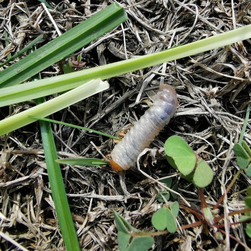 larva escaravelho.PNG