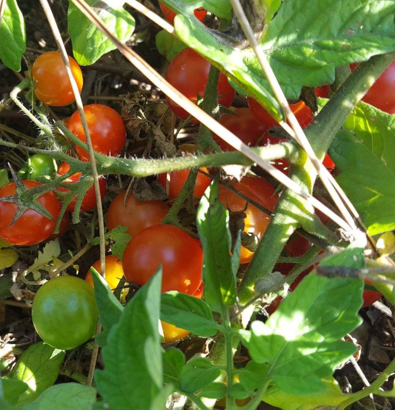 tomate.JPG