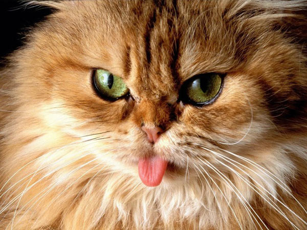 6855_tongue_out_cat.jpg