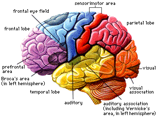 brain[1].gif