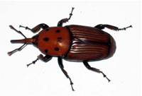 escaravelho.png